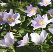 Anemone nemorosa 'Allenii'. Photo: A. Hoog.